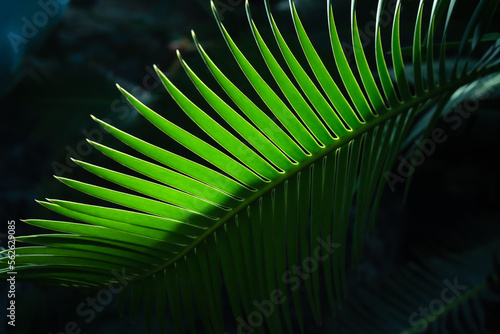 ソテツの光の造形