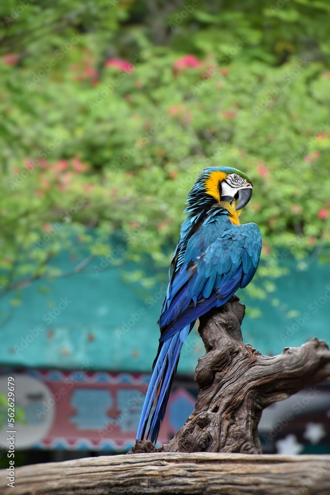 Blue macaw on timber