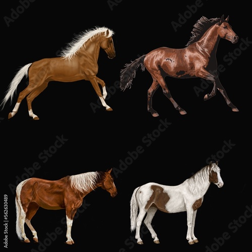  horses running horse and foal  horses 