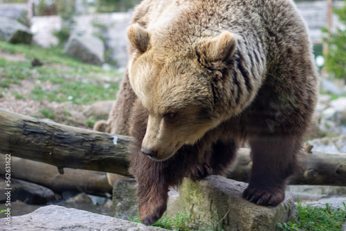 L'ours brun au zoo en france