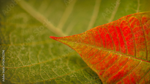 Εκτύπωση καμβά red leaf on green leaf background,  poinsettia, euphorbia, pulcherrima