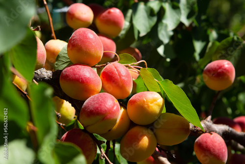Photo of ripe apricots on a branch of an apricot tree among green leaves. Fruit ripening on a tree in the spring and summer season.