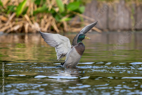 The mallard duck is preparing to fly.