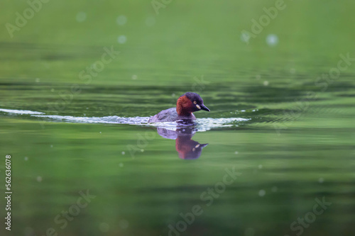 The little grebe is swimming in the lake.
