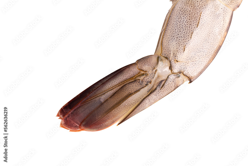 fresh shrimp tail isolated on white background fresh shrimp tail isolated on white background