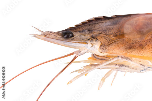 fresh shrimp head isolated on white background