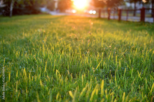 Green grass in the rays of the setting sun. Beautiful sunset. Lawn and lawn in the city.