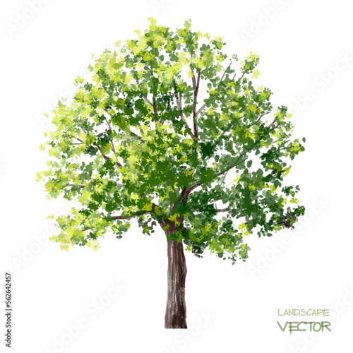 Vector watercolor of tree side view isolated on white background for landscape  and architecture drawing, elements for environment and garden, painting botanical for section and elevation 