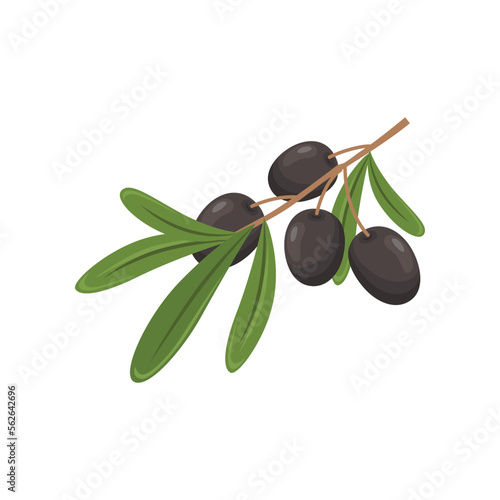 Ripe olives on branch on white background. Olive product cartoon illustration. Organic food, home pantry concept