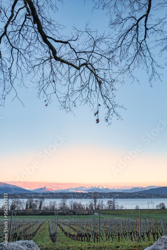 Coucher du soleil sur les alpes et le Mont-Blanc depuis Genthod photo