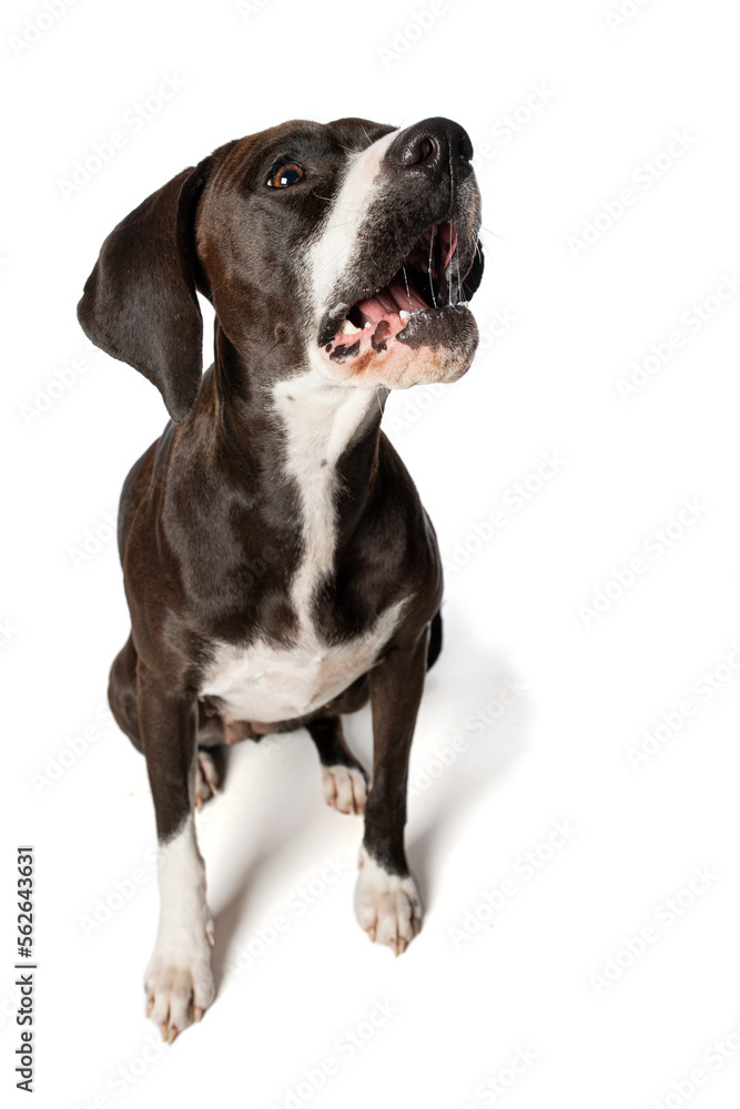Dark brown cross breed dog catches a treat isolated on white background
