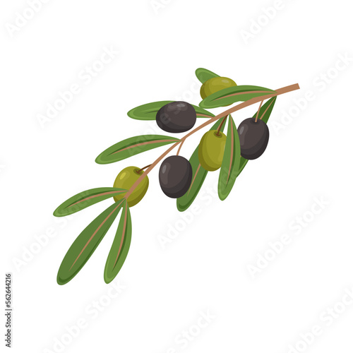 Olive branch with leaves on white background. Olive product cartoon illustration. Organic food, home pantry concept