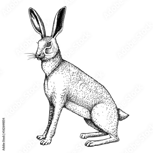 Wild hare illustration. Sitting forest animal with long ears black outline. Cute jack rabbit sketch. Mammal character vector illustration isolated on white background