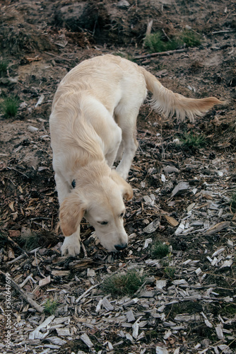 sleeping polar bear