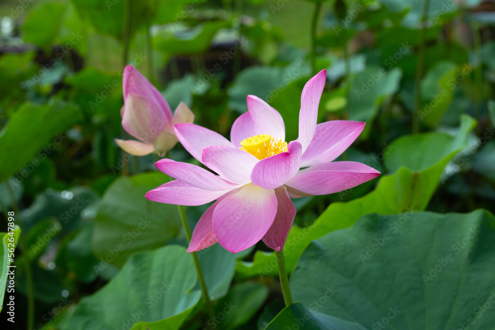 Pink lotus flower blooming in pond with green leaves Pink lotus flower blooming in pond with green leaves