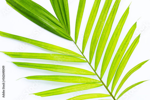 Green leaves of palm tree on white background.