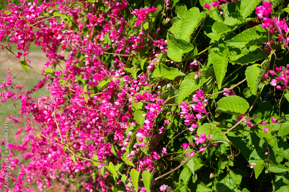 Mexican creeper, Chain of love, Coral vine. Pink flower Mexican creeper, Chain of love, Coral vine. Pink flower