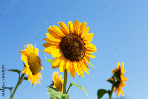 Sunflower field with blue sky. Beautiful summer landscape.