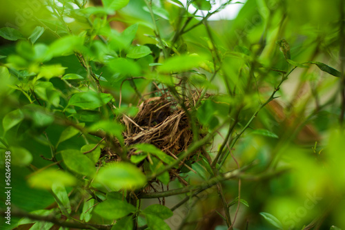 a bird nest on top of the tree.