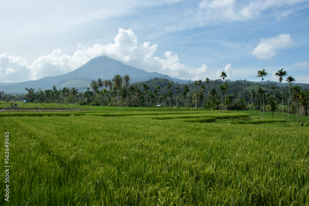 Rice field in the mountains Rice field in the mountains