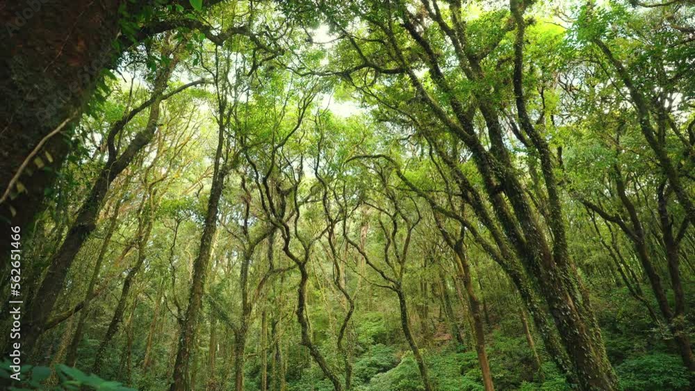 Wild pine forest with green moss under trees beautiful sunny and sunrise in the forest Wild pine forest with green moss under trees beautiful sunny and sunrise in the forest