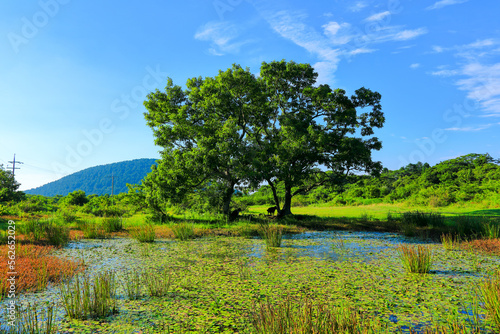 대한민국 제주도의 살아있는 생태계를 보여주는 농촌 풍경이다
