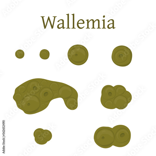 Wallemia mold vector illustration isolated on white background.