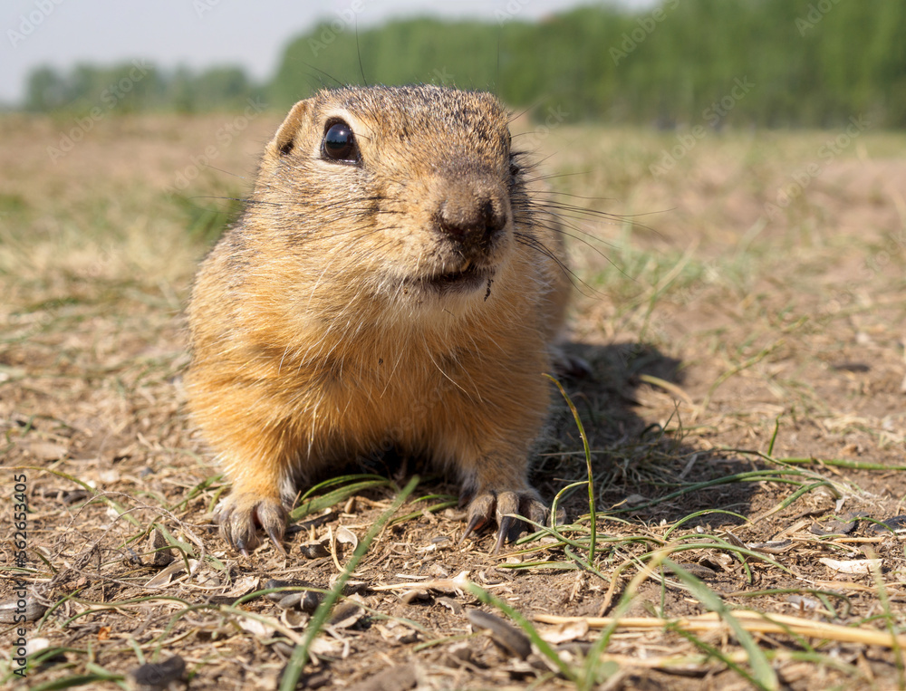 Gopher on the grassy lawn is looking at the camera. Close-up Gopher on the grassy lawn is looking at the camera. Close-up