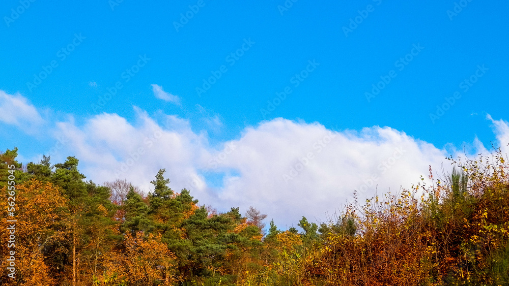 Autumnal trees on blue sky background.