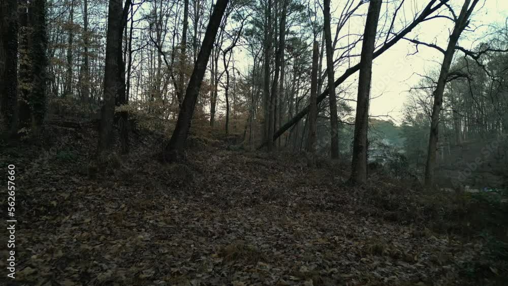 Aerial view of a morning walk in the woods along Lake Lanier Aerial view of a morning walk in the woods along Lake Lanier