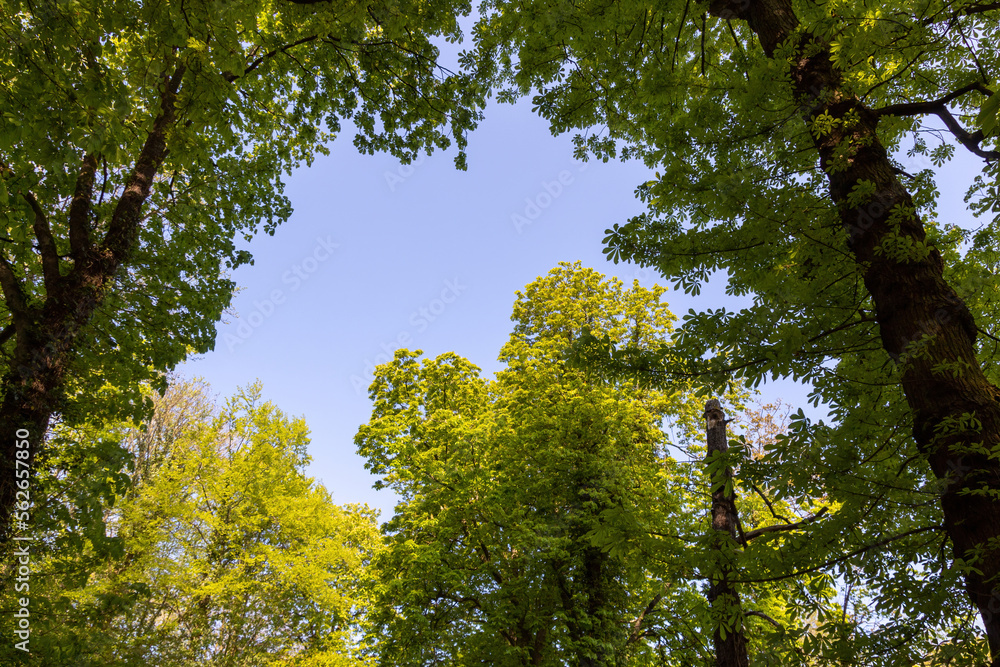 Fototapeta premium green leaves in the sun