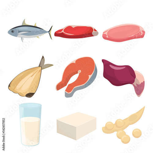 Vector illustration of food containing protein.