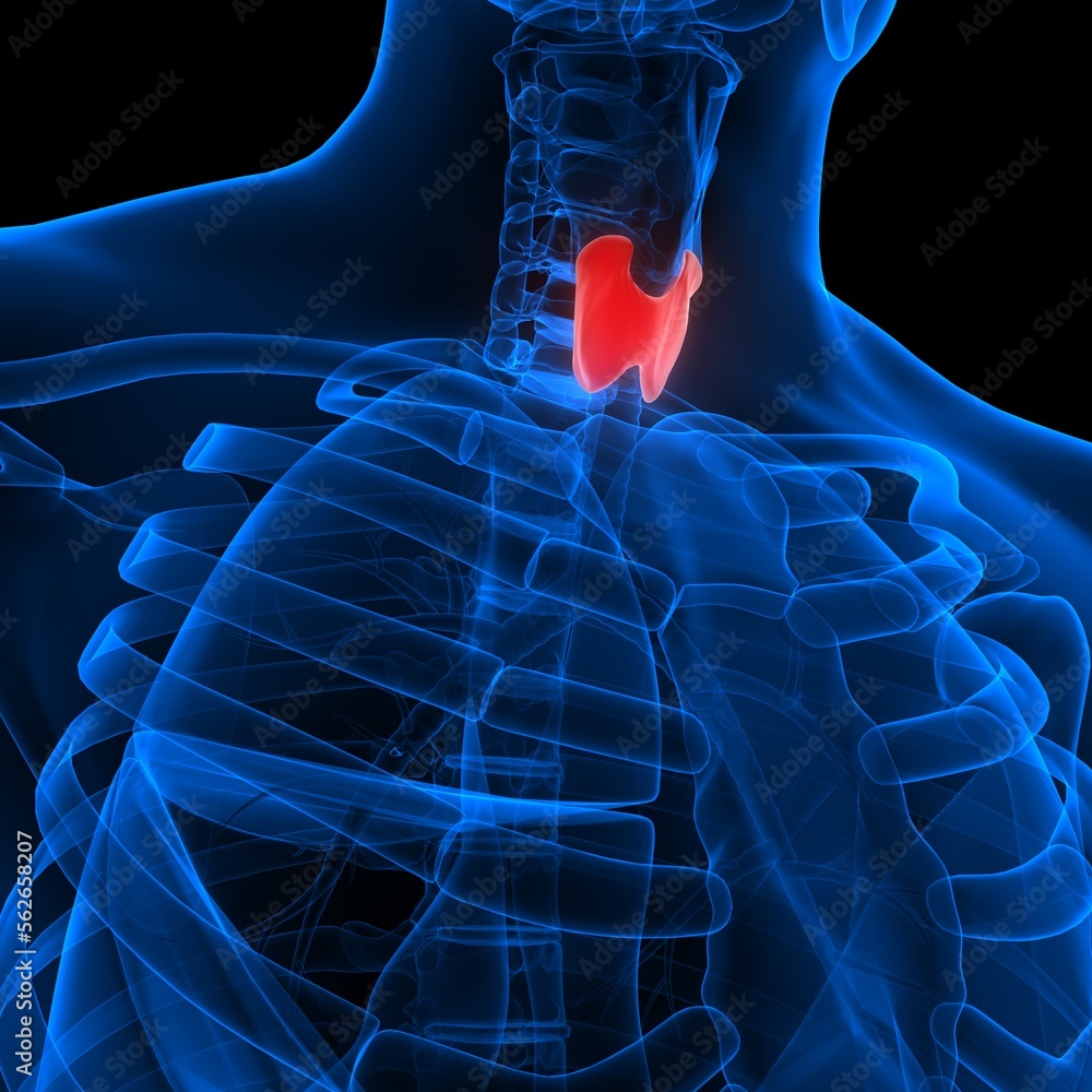 Human Body Glands Thyroid Gland Anatomy Stock Illustration | Adobe Stock