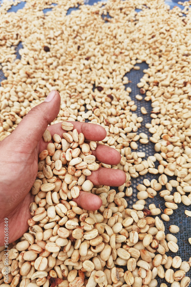 Close up of coffee beans drying in the sun Close up of coffee beans drying in the sun
