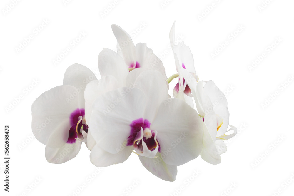 Obraz premium white phalaenopsis orchid flowers on a stem, isolated on a transparent background