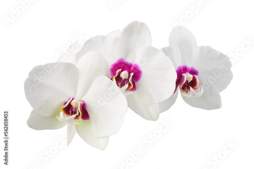 white phalaenopsis orchid flowers on a stem  isolated on a transparent background