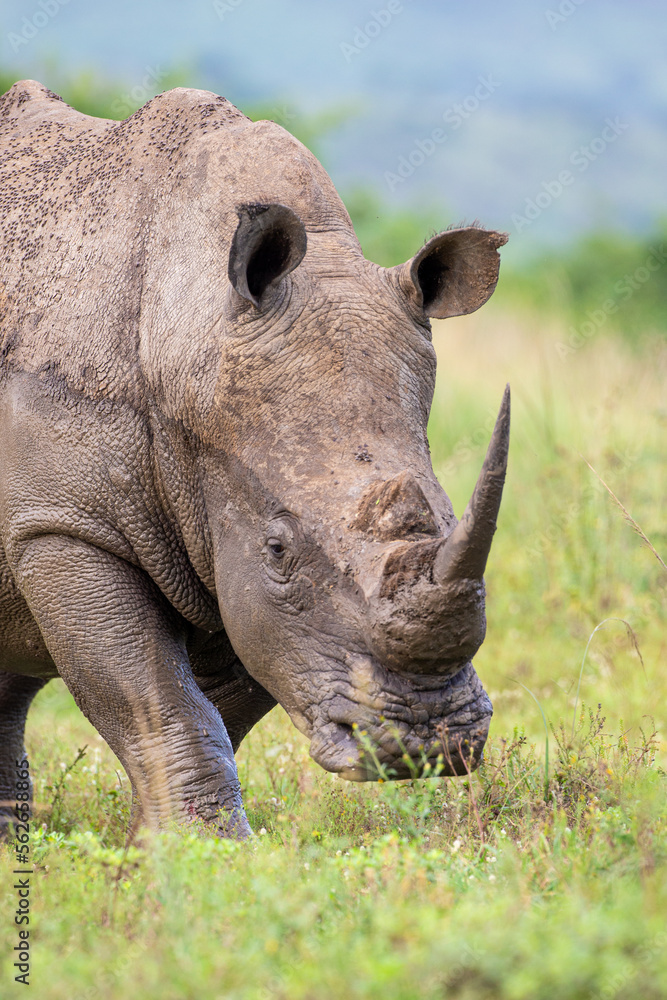 Southern White rhino relaxing in the Hluhluwe-Imfolozi game reserve Southern White rhino relaxing in the Hluhluwe-Imfolozi game reserve