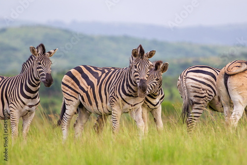 Burchell's Zebra heard in the green plains of Hluhluwe-umfolozi National Park, South Africa © wayne
