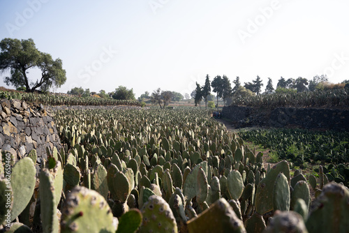 Landscape photography of some wide nopal fields during sunrise
