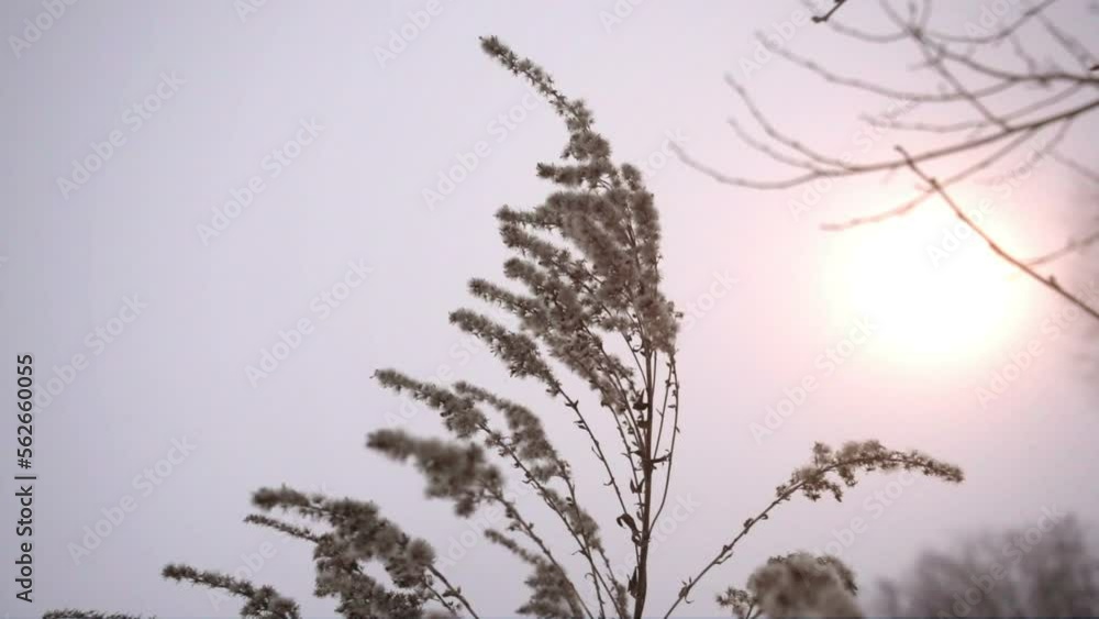 Snowflakes fall on the grass in the winter forest. Snow lies on dried grass. Slow motion. winter background. Snowflakes fall on the grass in the winter forest. Snow lies on dried grass. Slow motion. winter background.