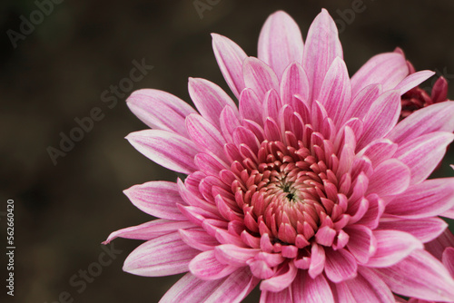 Chrysanthemum flowers close up. Pink Chrysanthemums. Floral background of autumn purple chrysanthemums.