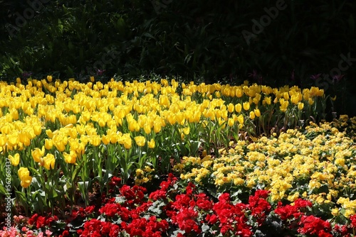 yellow and red tulips