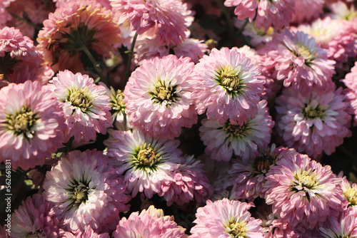 Colorful pink autumnal chrysanthemum background