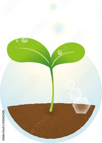 光に向かって伸びる双葉の新芽