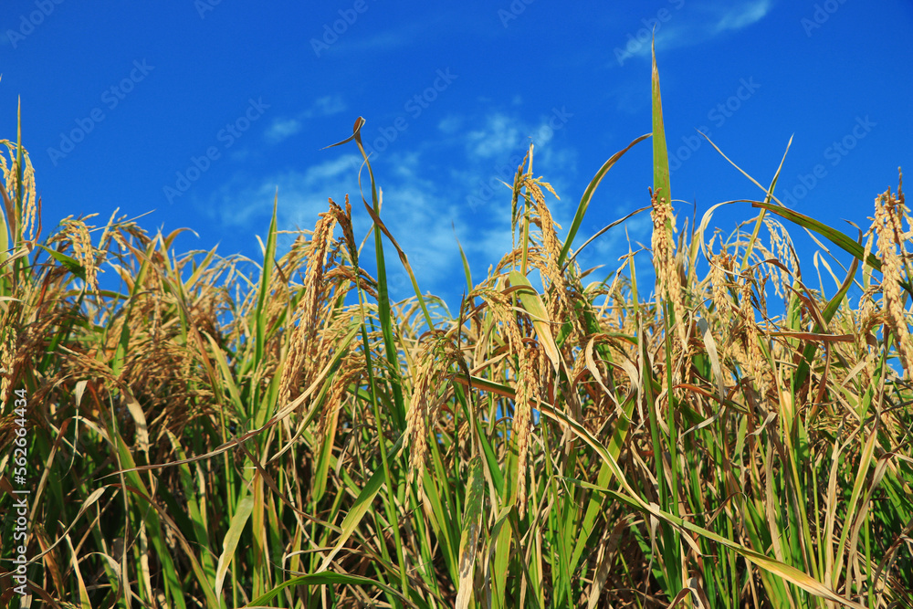 Naklejka premium Ripe rice field and sky landscape on the farm