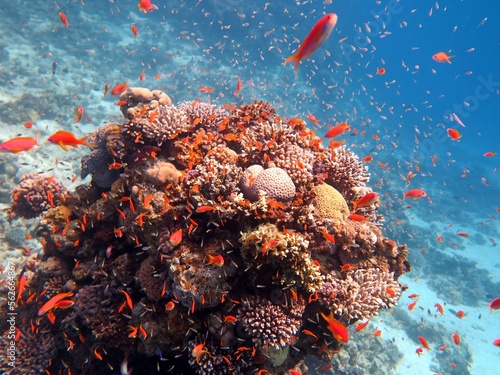 Red Sea fish and coral reef
