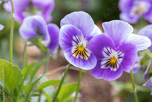 Group of pansy in the garden