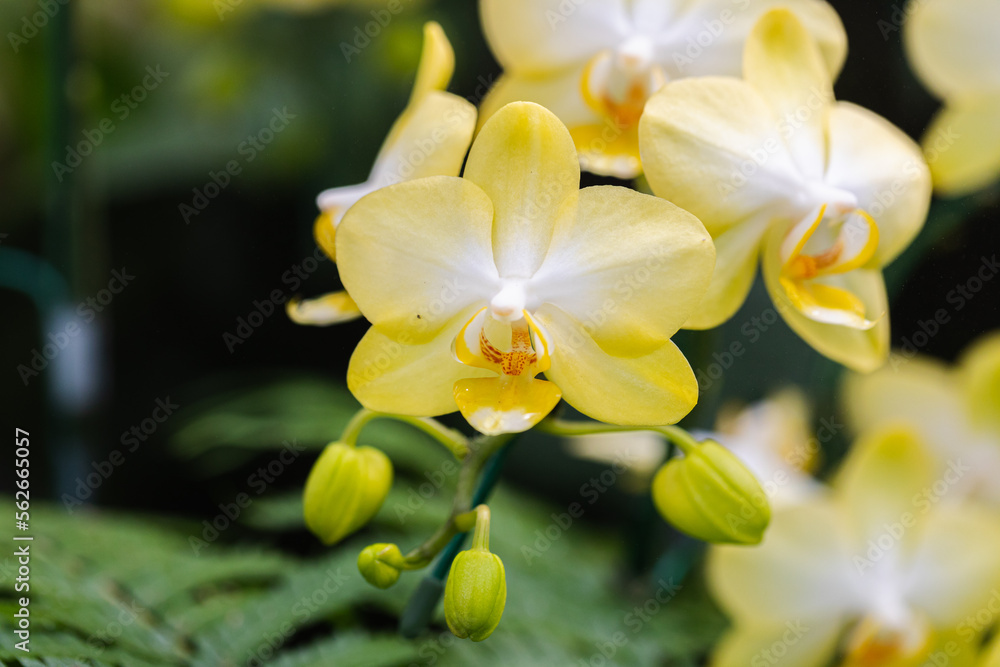 Beautiful orchid flower blooming at rainy season. Phanalenopsis orchid Beautiful orchid flower blooming at rainy season. Phanalenopsis orchid
