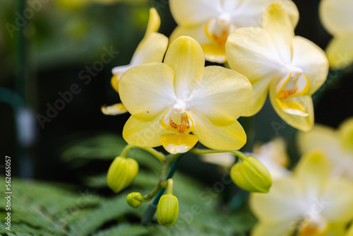 Beautiful orchid flower blooming at rainy season. Phanalenopsis orchid