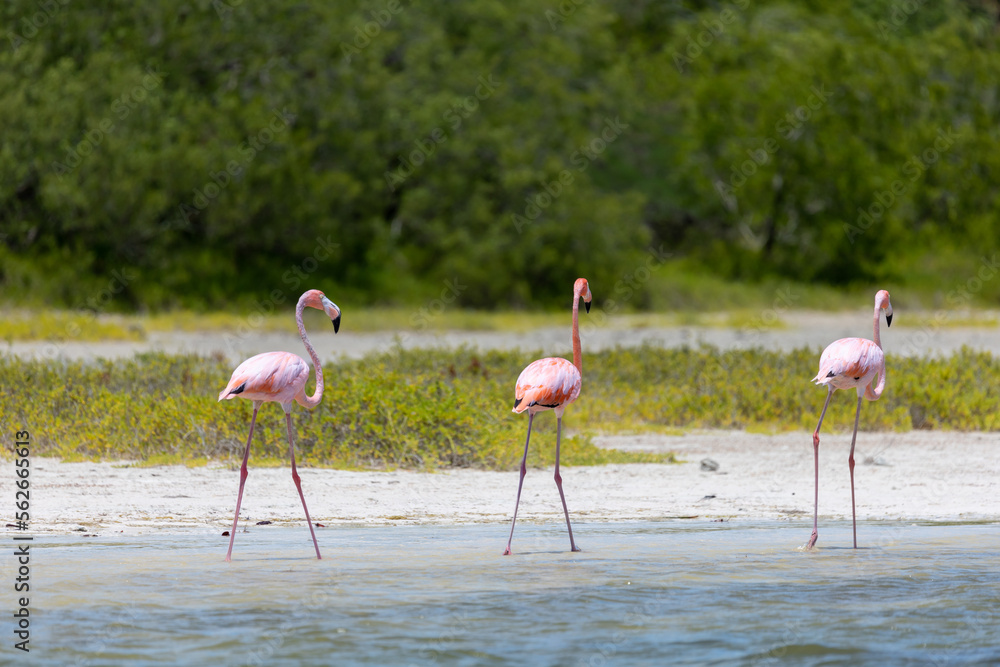 Three beautiful pink flamingos living wild in a lagoon in the Caribbean. Wildlife photography, natural environment. Cute, funny birds.